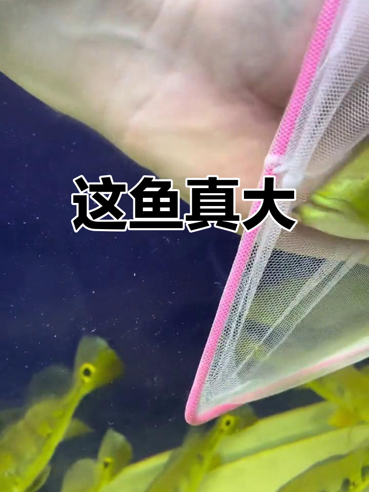 兄弟们,看看这鱼是不是像国产的?抓起来试试!