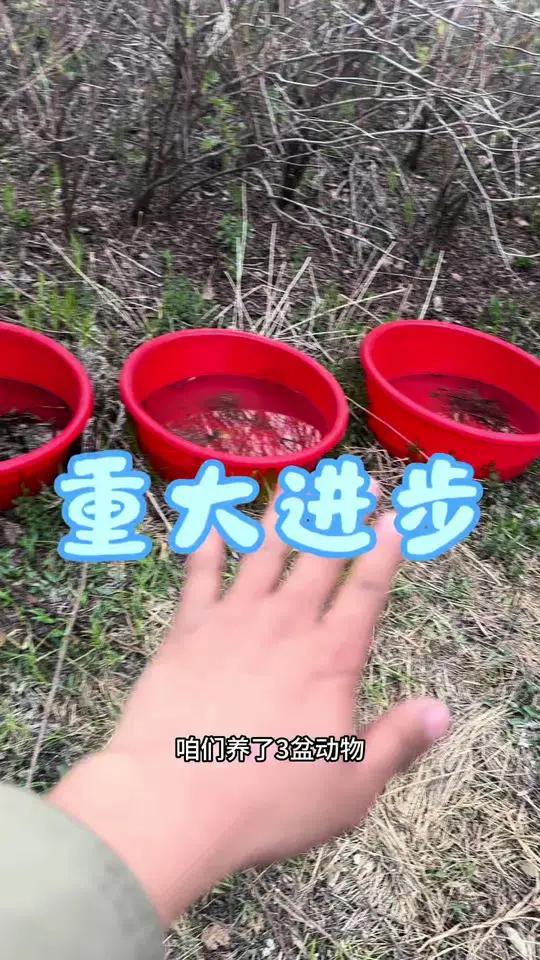 东北小鲵你不认识,娃娃鱼认识不