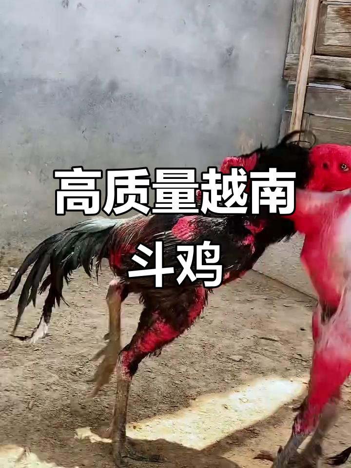 越南斗鸡激烈对决,黑红与黑色鬼子谁更强?