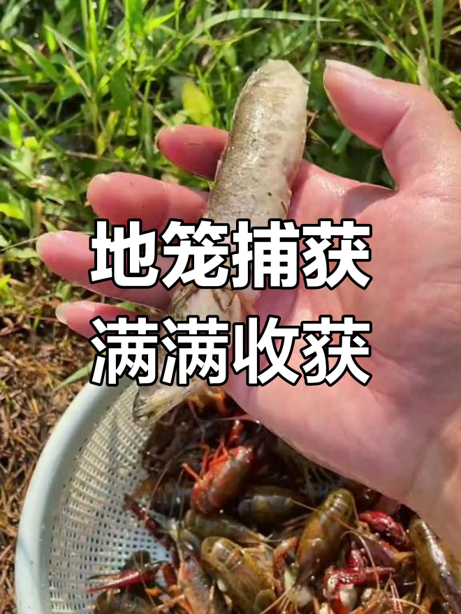 清晨地笼捕捞,龙虾和黑鱼大丰收!