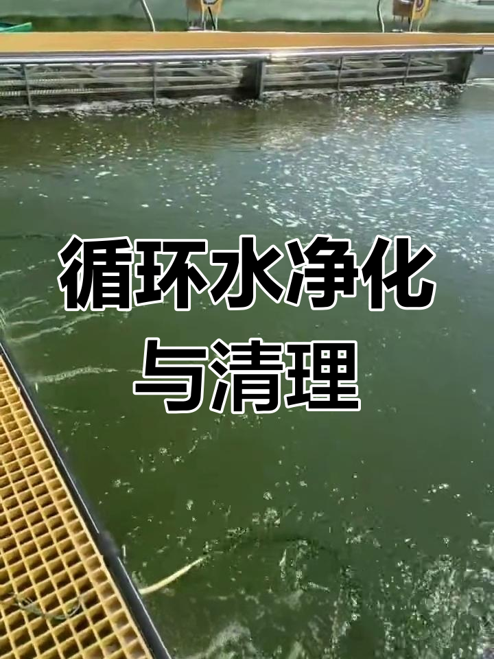 太湖白鱼养殖基地,现代渔业管理探秘