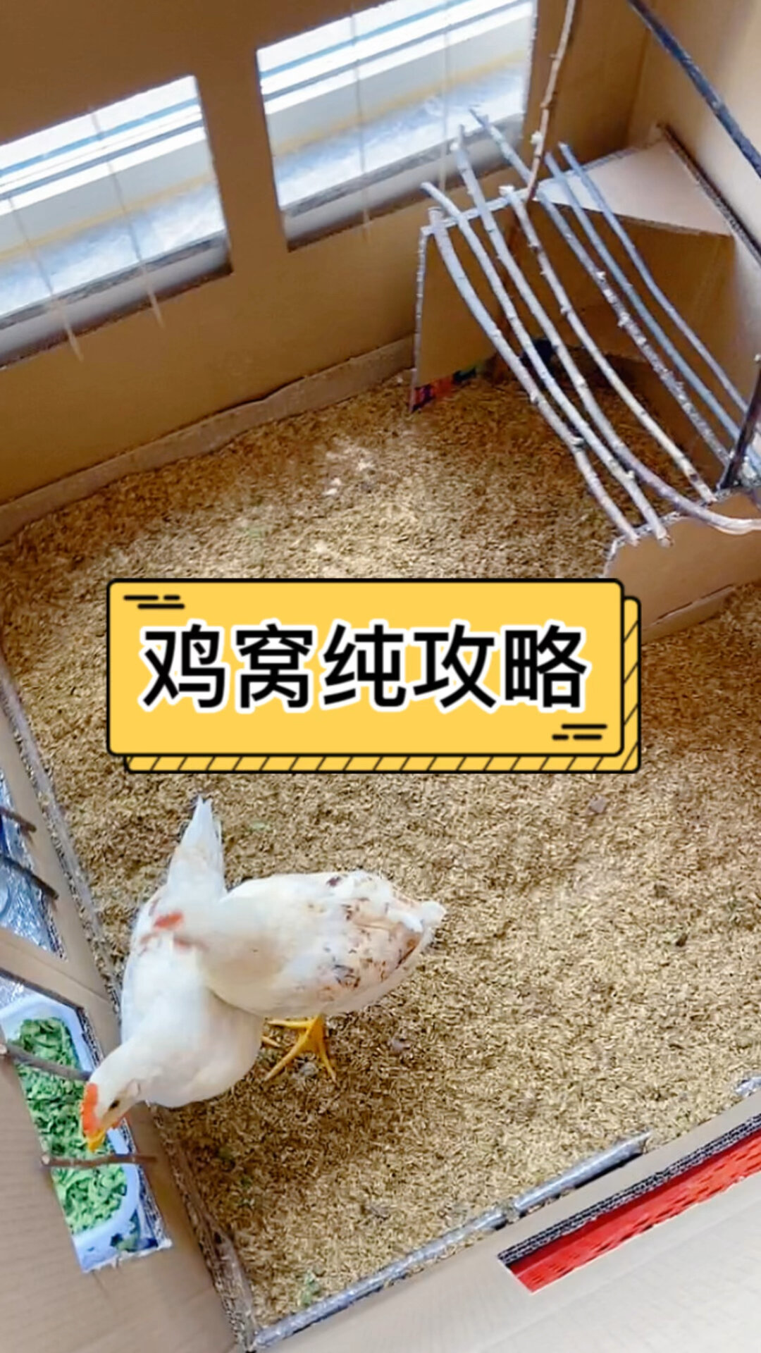 鸡窝攻略|鸡窝教程