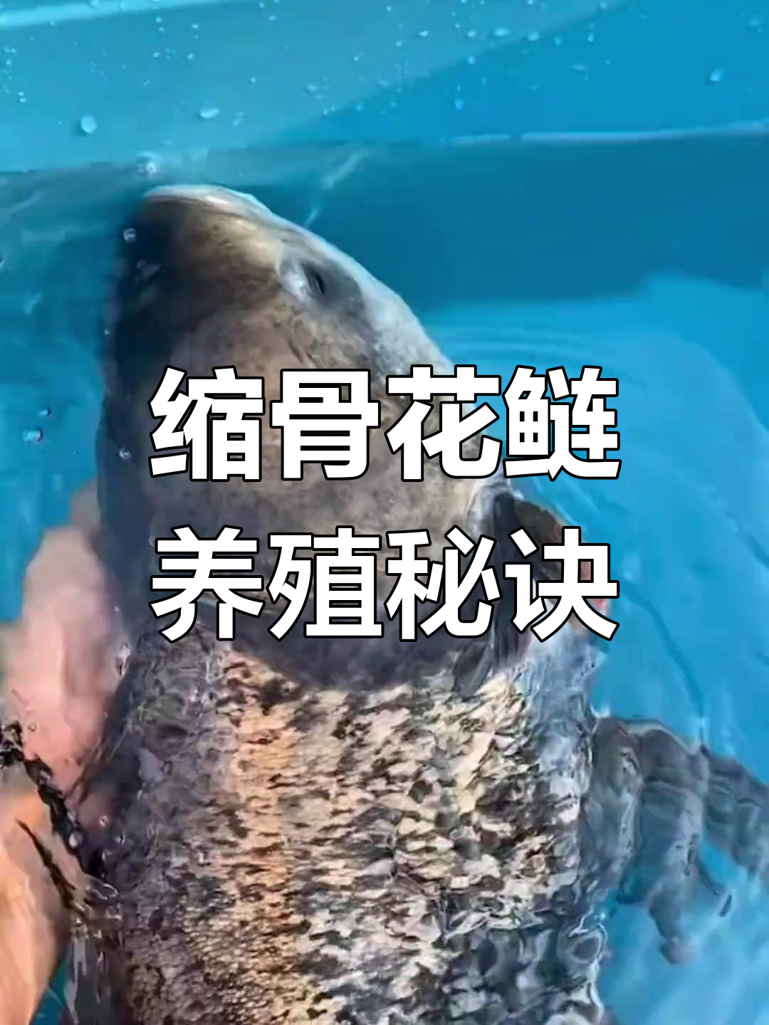 锁骨大头鱼:改良后的短身鳙鱼,养殖技巧与饲料选择