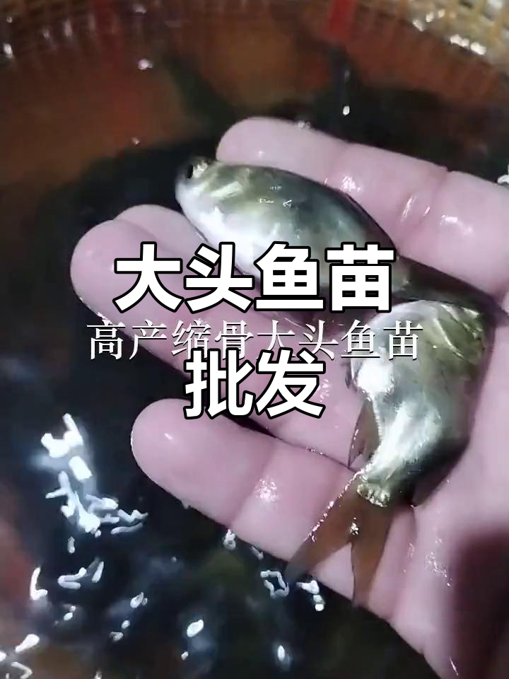 优质大头鱼苗,批发供应,深圳及东莞多地可放生