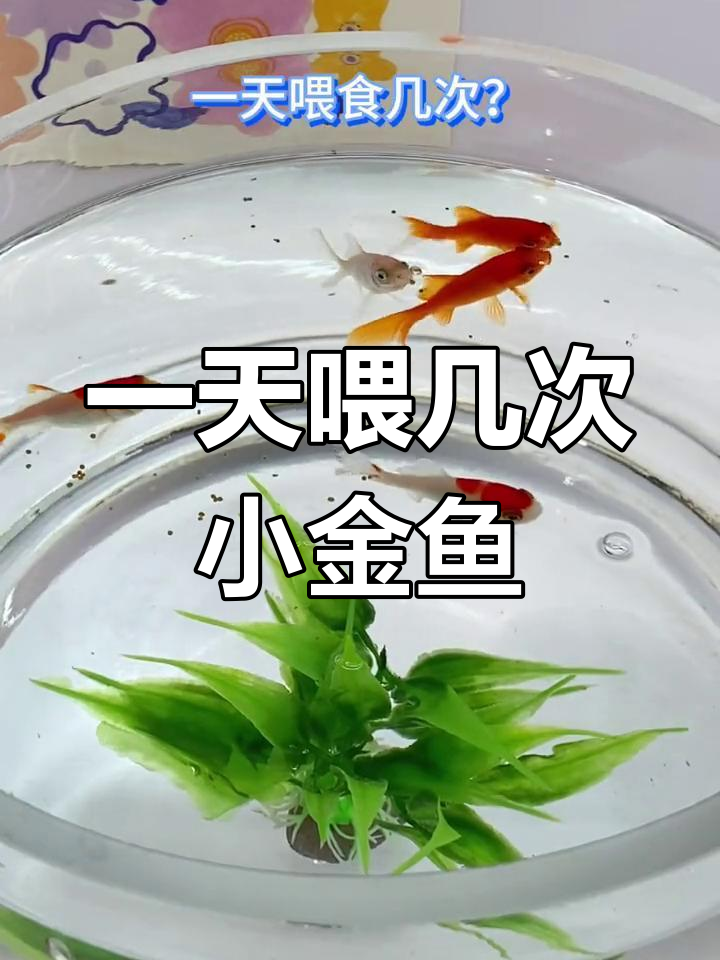 小金鱼喂食技巧:如何合理喂养?