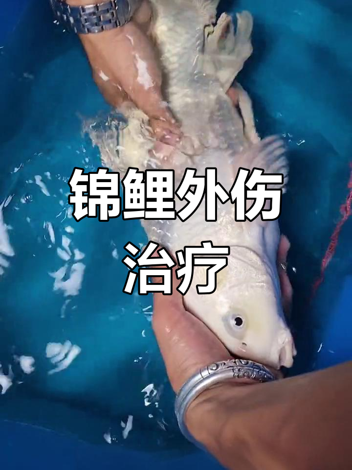 锦鲤烂尾处理全攻略