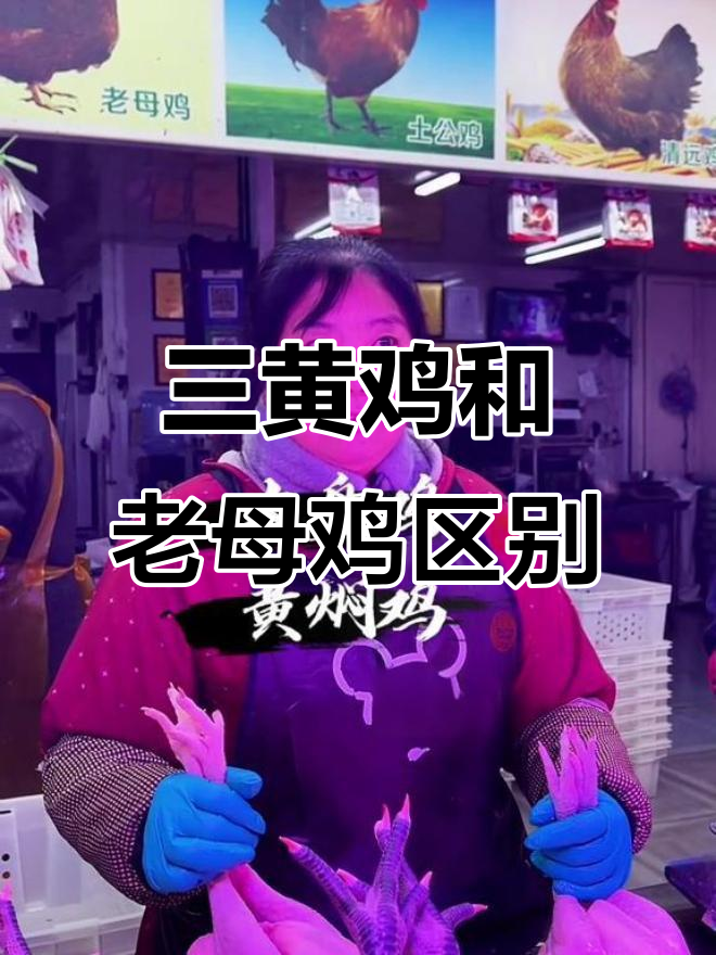 三黄鸡与老母鸡的区别:肉质、爪子和炖汤效果大揭秘