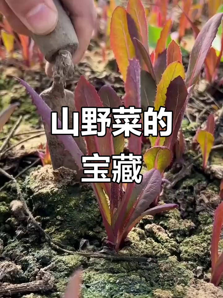 曲麻菜:营养丰富,口感微苦的山野珍品