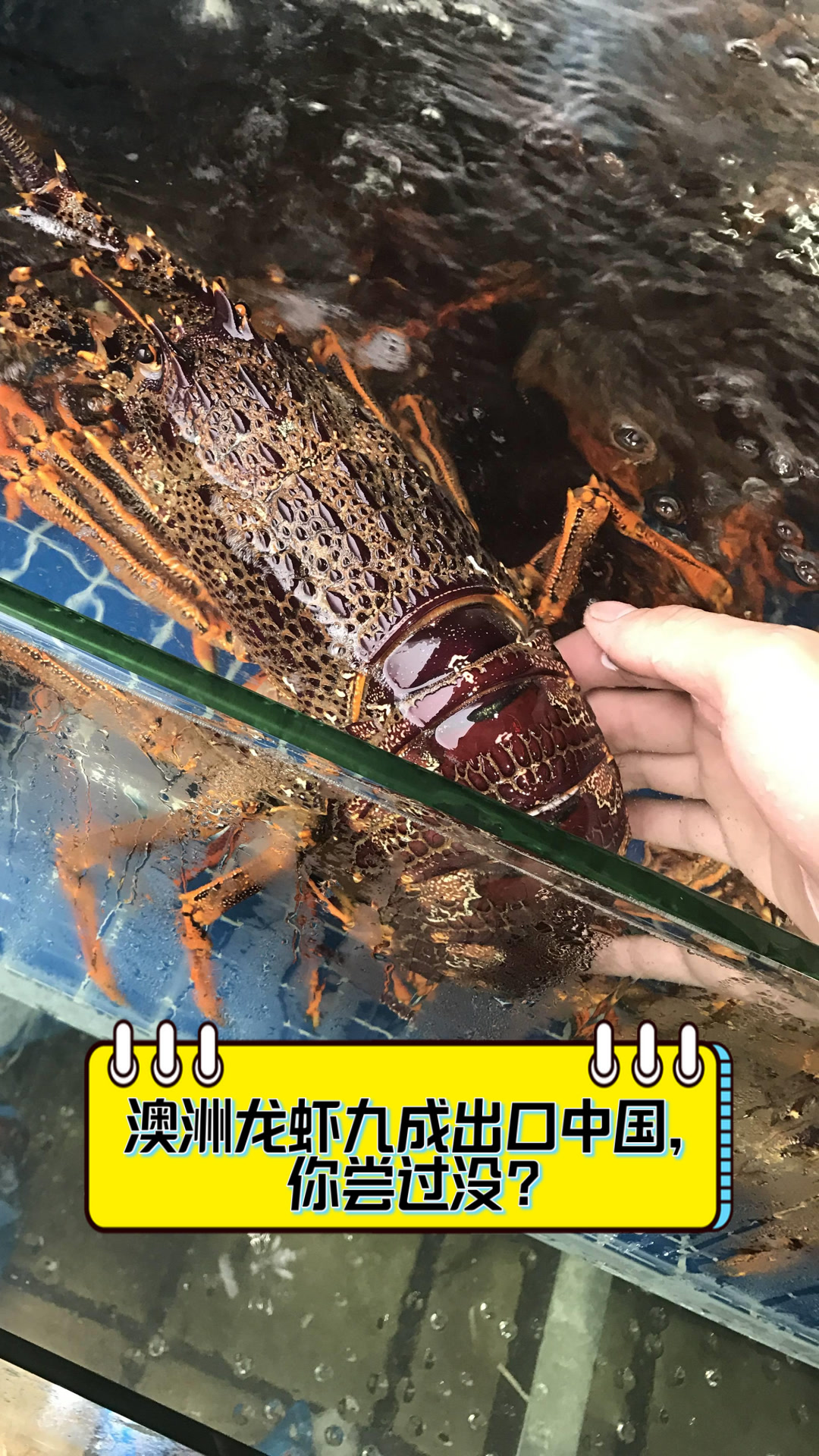 澳洲龙虾九成出口中国,你尝过没?