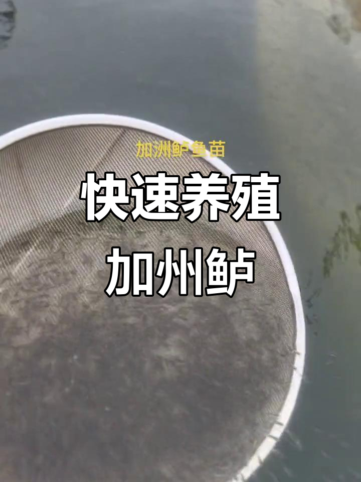 加州鲈鱼生长迅速,6个月即可收获