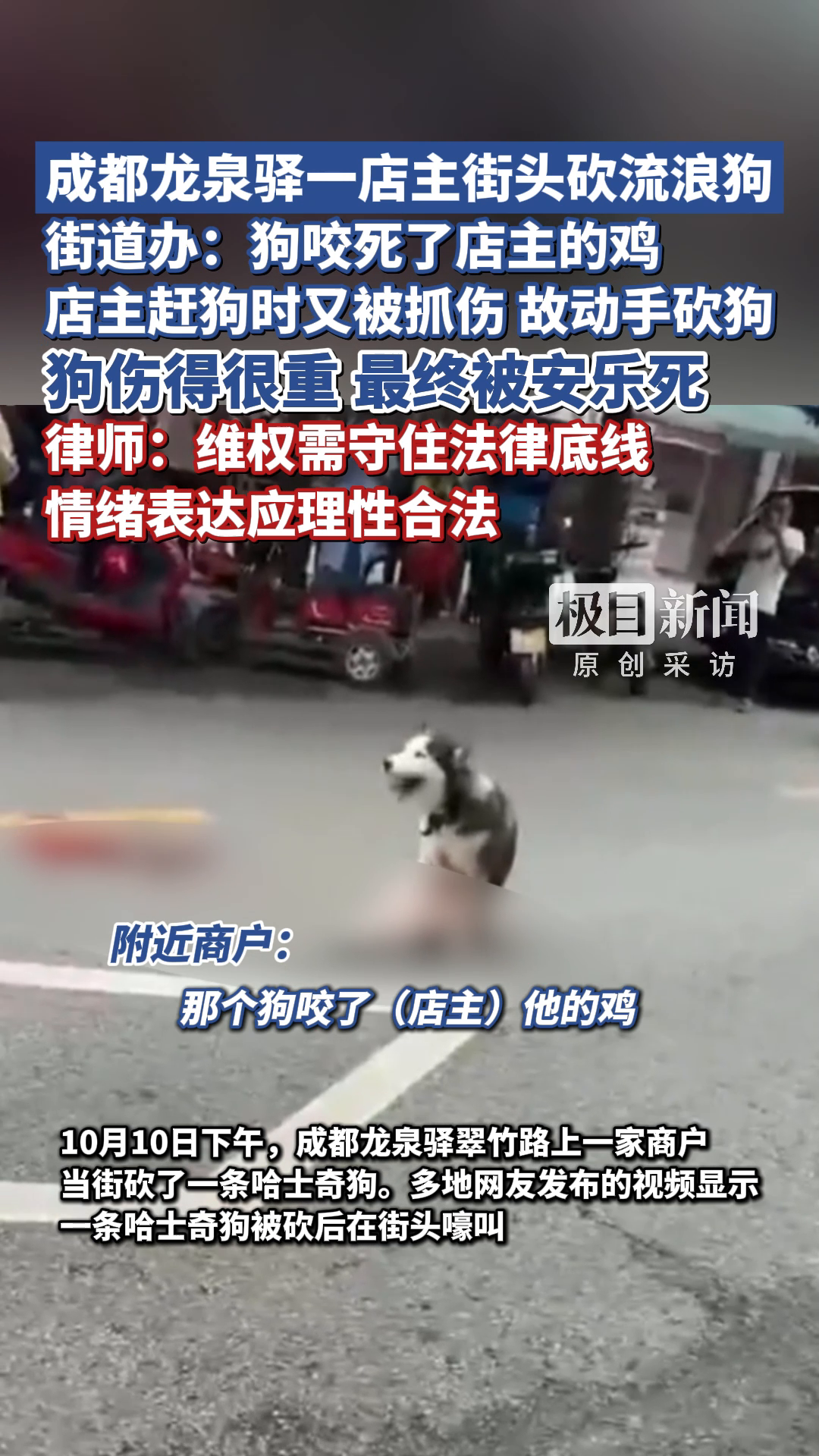 「视频」成都龙泉驿一店主街头砍流浪狗,街道办:狗咬死了店主的鸡,店主赶狗时又被抓伤,故动手
