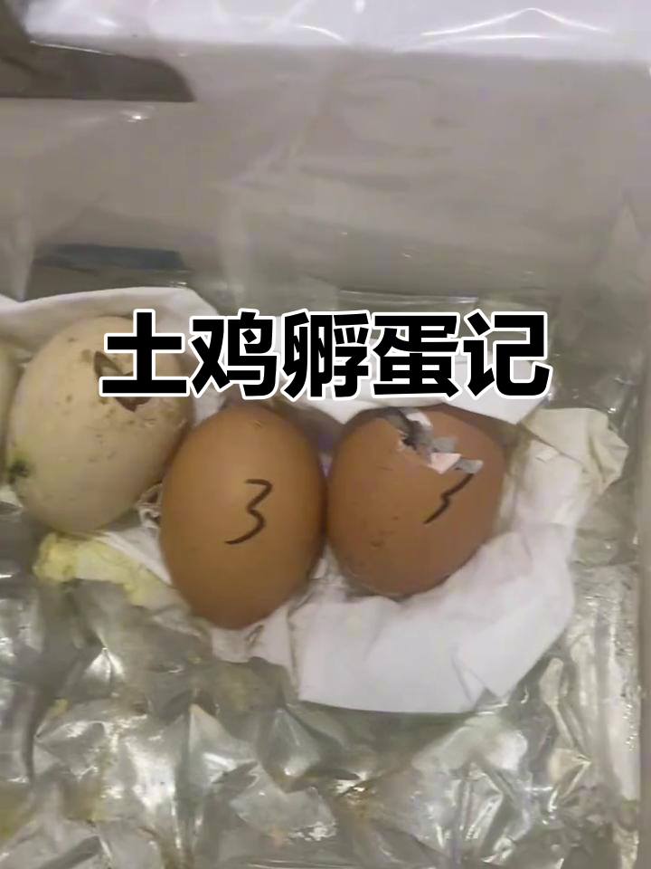 21天孵化,鸡蛋出壳顺利,偶尔偷懒也成功了!