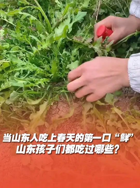 当山东人吃上春天的第一口“鲜”,挖荠菜、掰香椿芽、摘榆钱、打槐花……山东孩子们都吃过哪些?