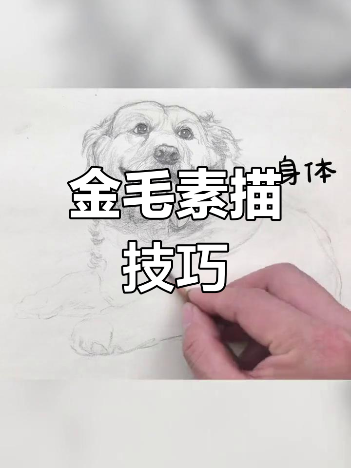 央美大师教你素描金毛,细节满满,画得超像!
