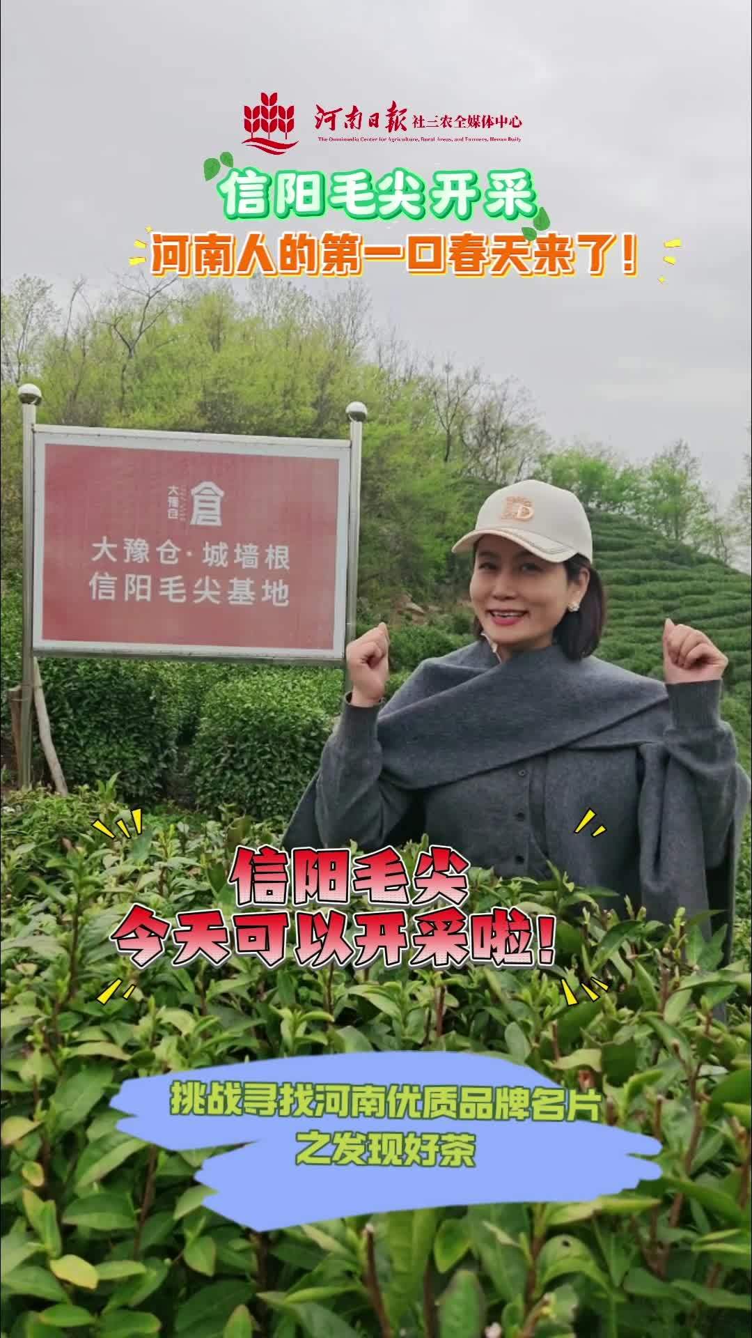 「挑战寻找河南优质品牌名片之发现好茶04」大豫仓·城墙根信阳毛尖基地开采!河南人的第一口春