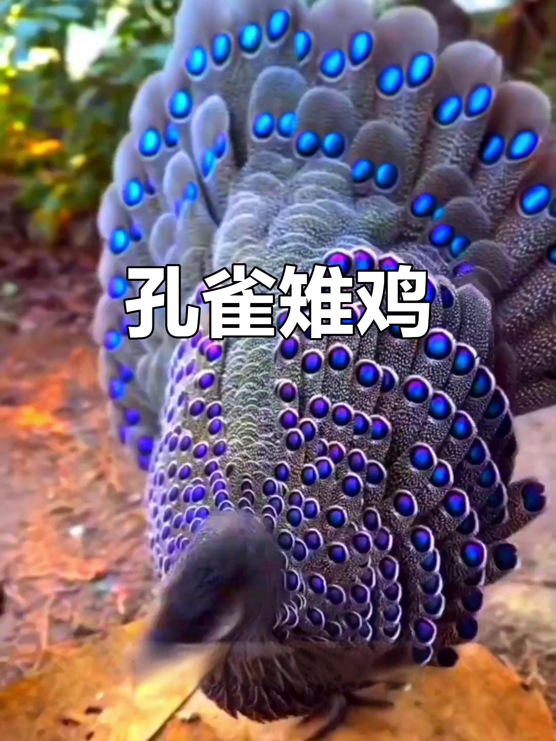 孔雀鸡:美丽如孔雀,爱吃五谷杂粮