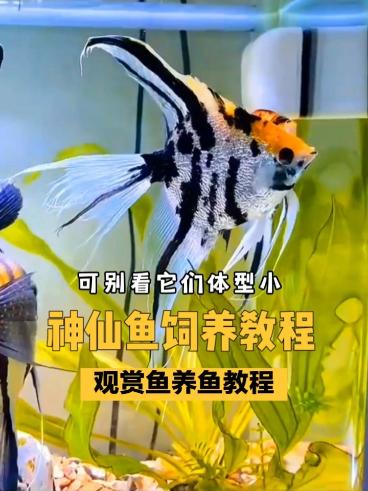 神仙鱼饲养教程