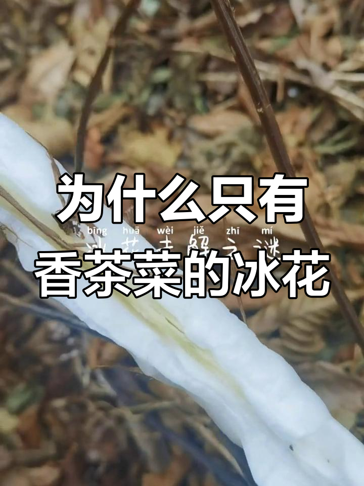 香茶菜为何能形成独特冰花?揭秘大自然的神奇奥秘