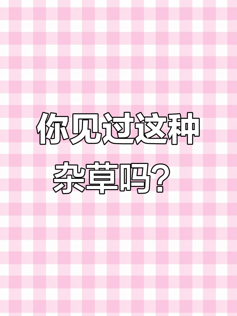 农村路边的饭包草,竟然是一种美味野菜!