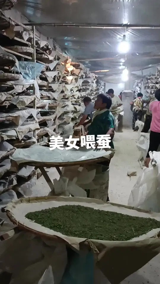 养蚕日记:记录真实生活,见证一份耕耘一份收获