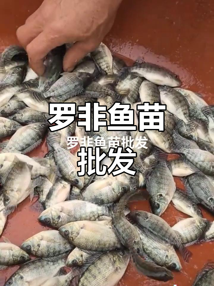 汕尾陆丰鱼苗场,罗非鱼苗批发与供应