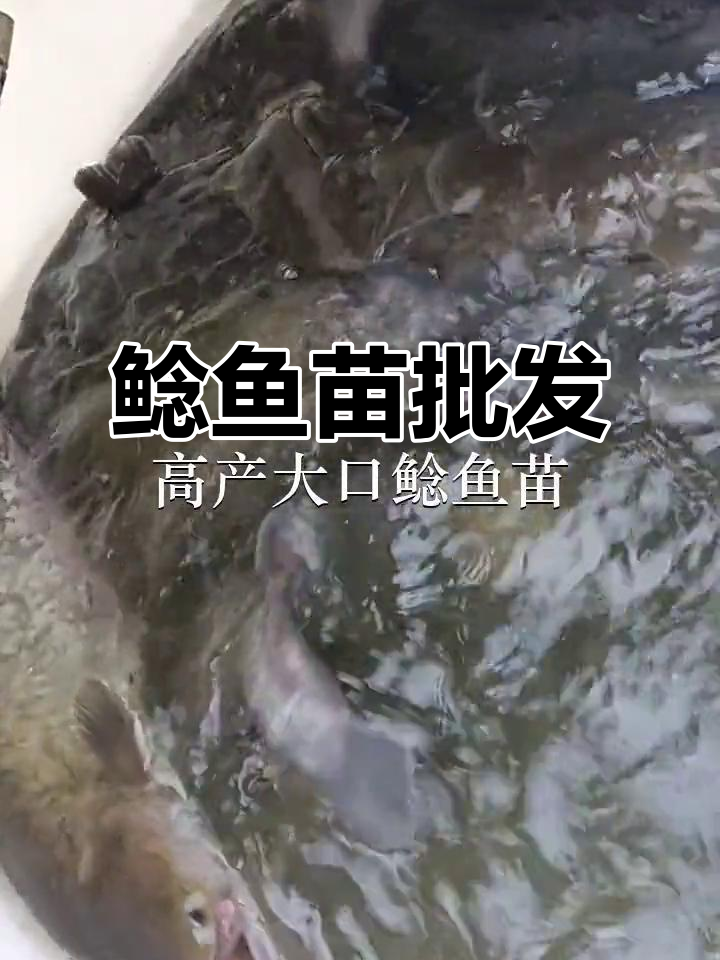 优质鲶鱼苗供应,深圳、中山多地批发