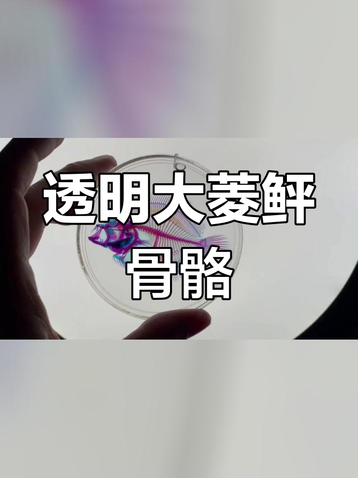 大菱鲆透明骨骼染色效果惊艳