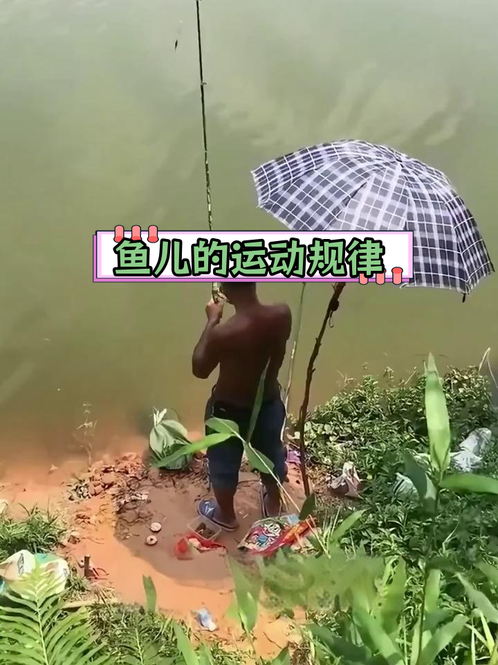 鱼儿的活动习性解析