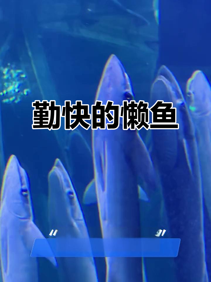 吸盘鱼懒洋洋,却能帮鲨鱼清理寄生虫