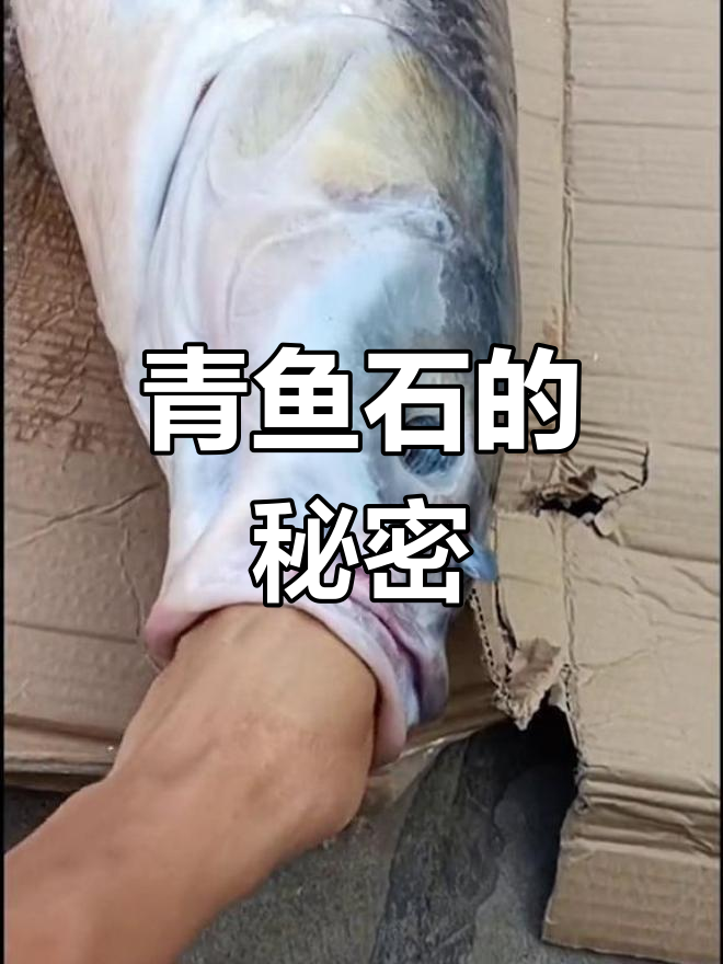青鱼石:防惊吓的神奇吊坠,竟是这样形成的