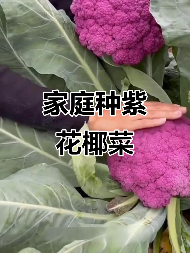 紫色花椰菜种子,阳台小院轻松种植