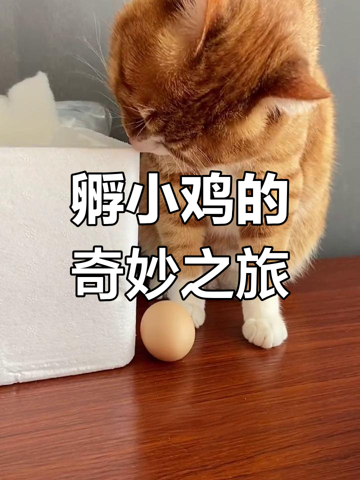 小鸡仔孵蛋大作战,21天能成功吗?