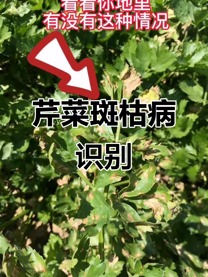 芹菜斑枯病症状与防治方法