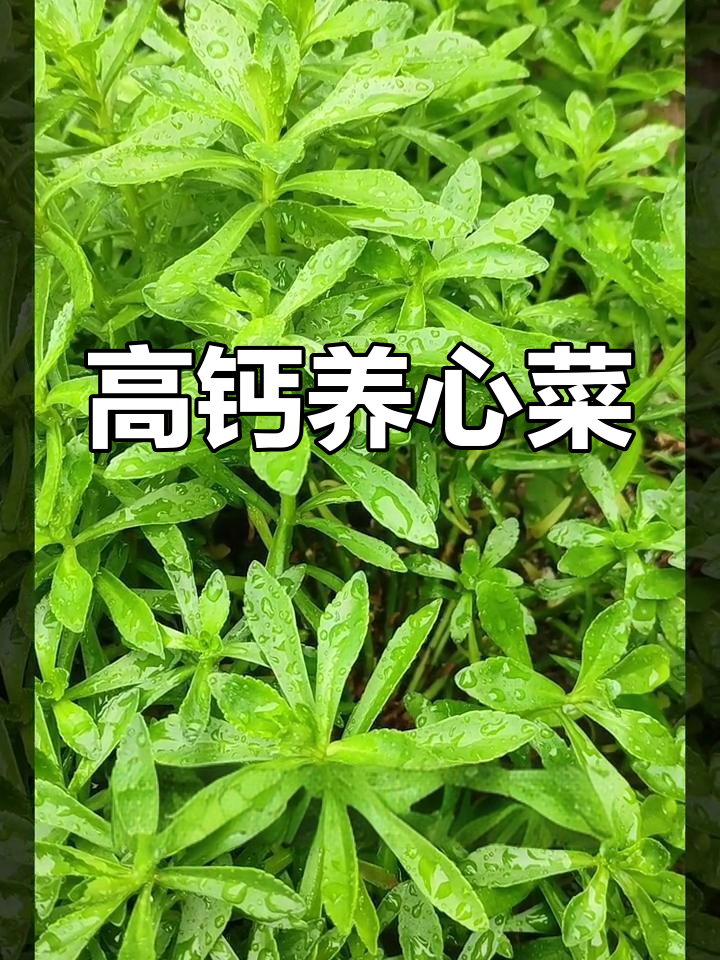 养心菜种植技巧,南北皆宜