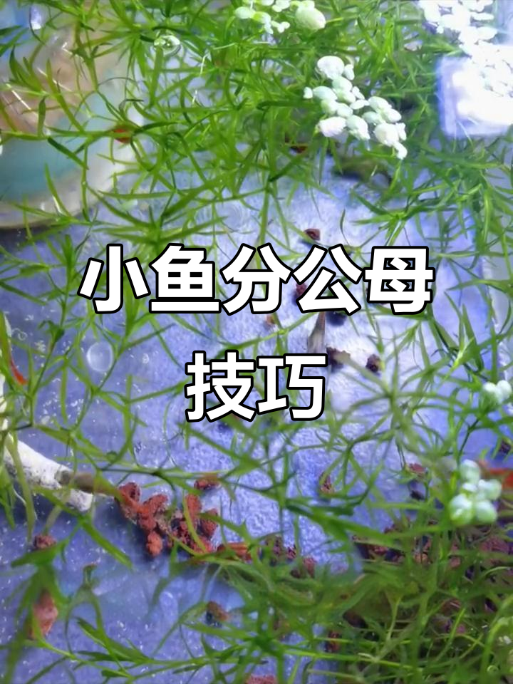 两个月小鱼苗公母分辨,颜色差异大揭秘