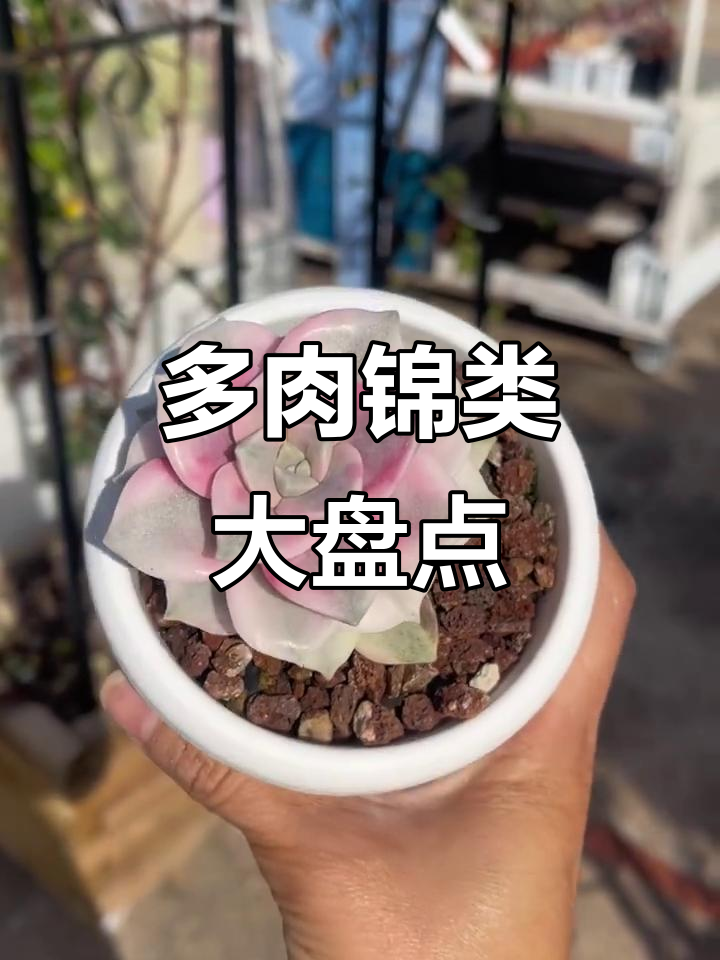 景类多肉大揭秘：这些品种你最喜欢吗？