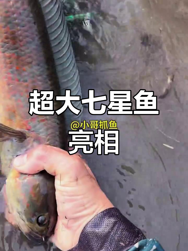 七星鱼惊艳登场,最大一条超美!