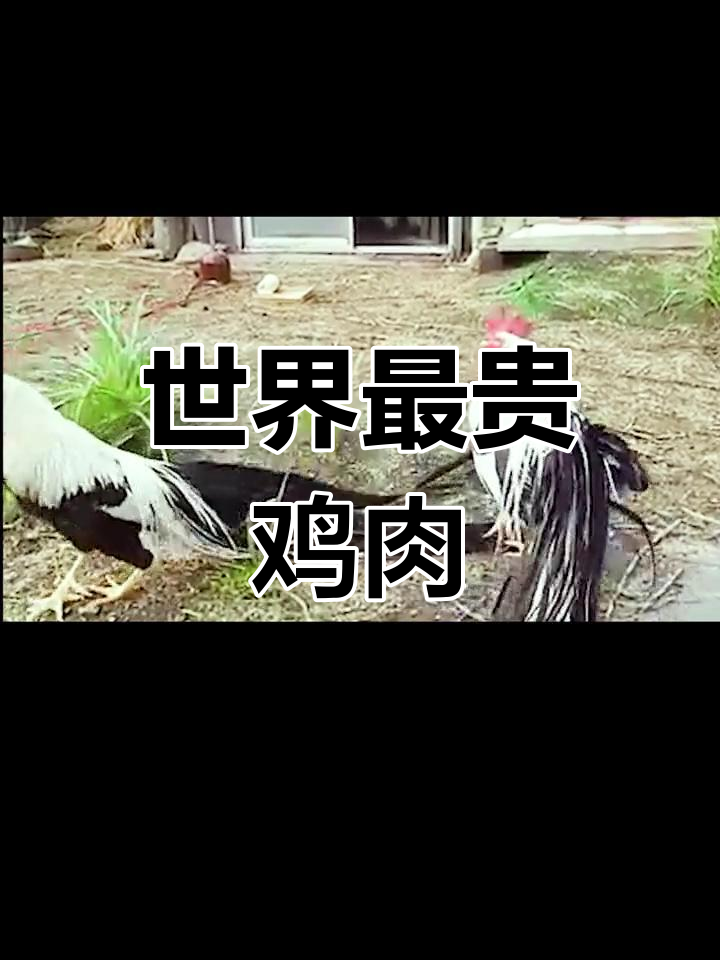 印度尼西亚金属鸡,售价高达597万