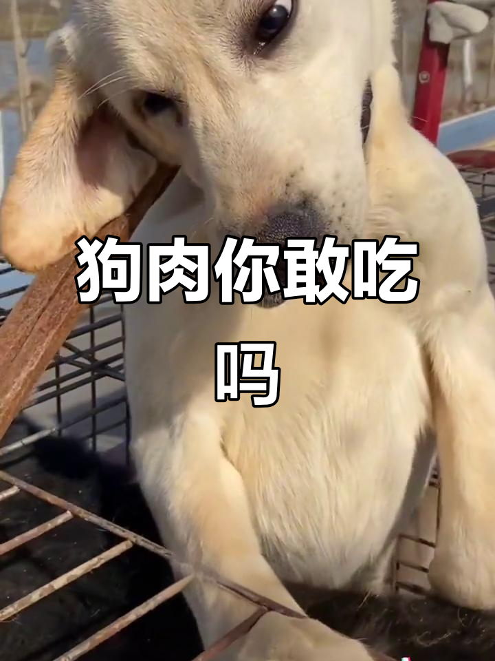 宠物狗变肉狗?偷盗与毒杀背后的真相