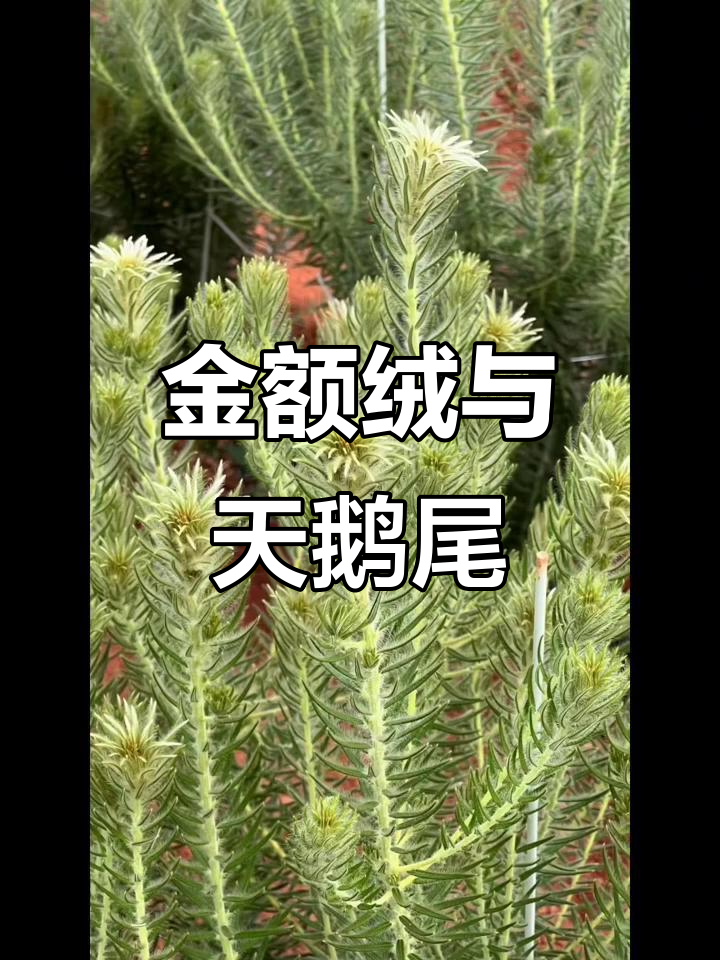 天鹅尾巴的秘密,绒毛背后的故事