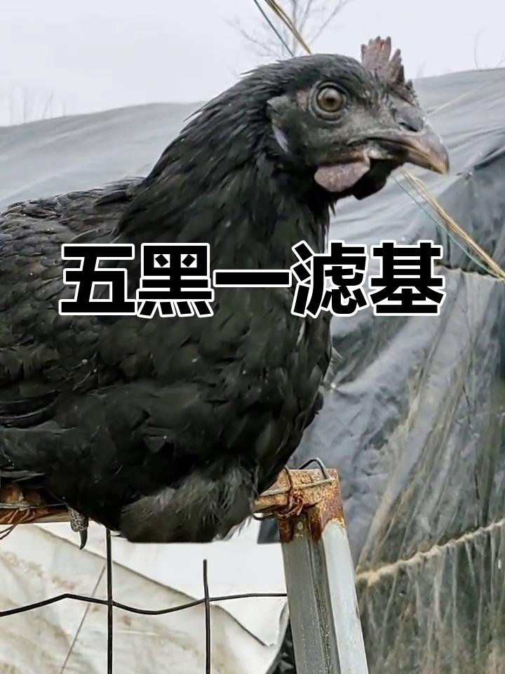 五黑鸡:绿壳蛋与黑色外貌的完美结合