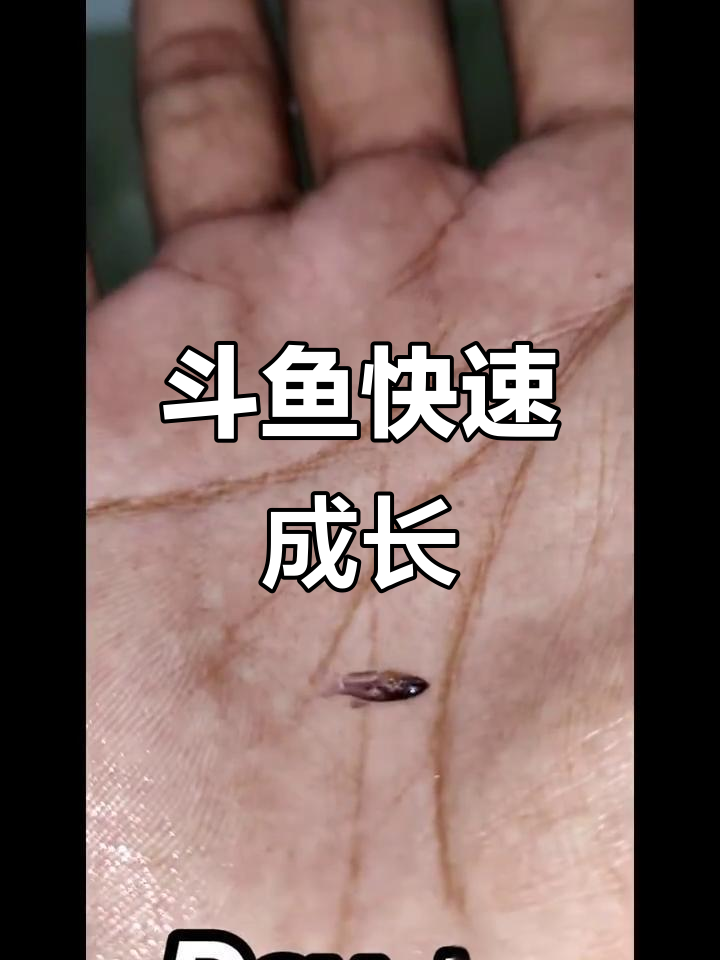 斗鱼从卵到成鱼,惊人四个月速长!
