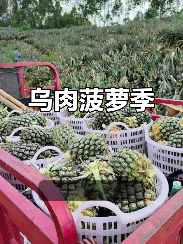 乌肉菠萝上市,新鲜采摘,自提或送货到家