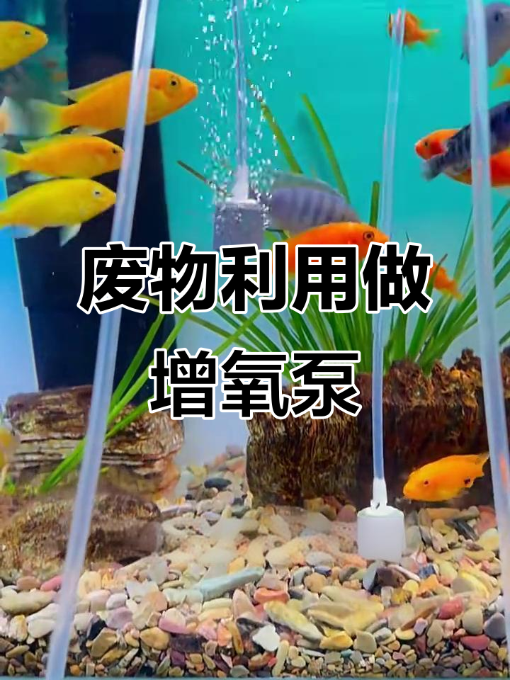 用废旧塑料瓶DIY增氧泵,零电费给鱼缸加氧气