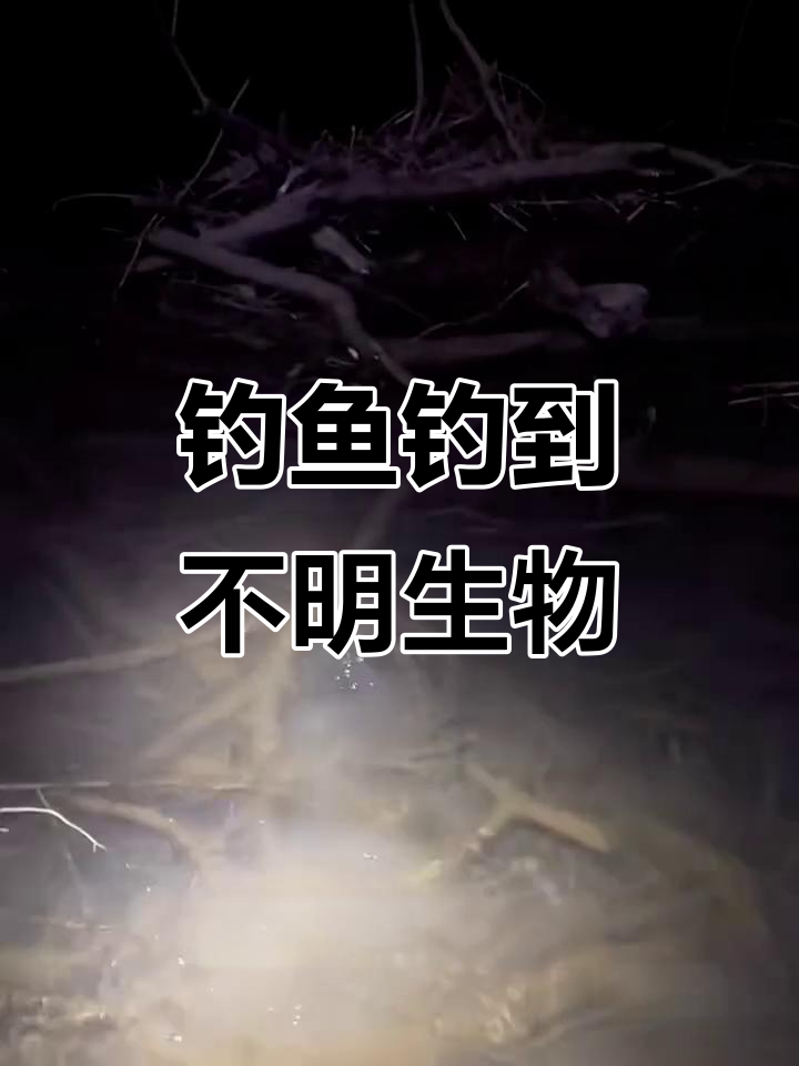 小哥钓到奇怪动物,鸭嘴鹅掌扁尾,放回河里后才发现是什么