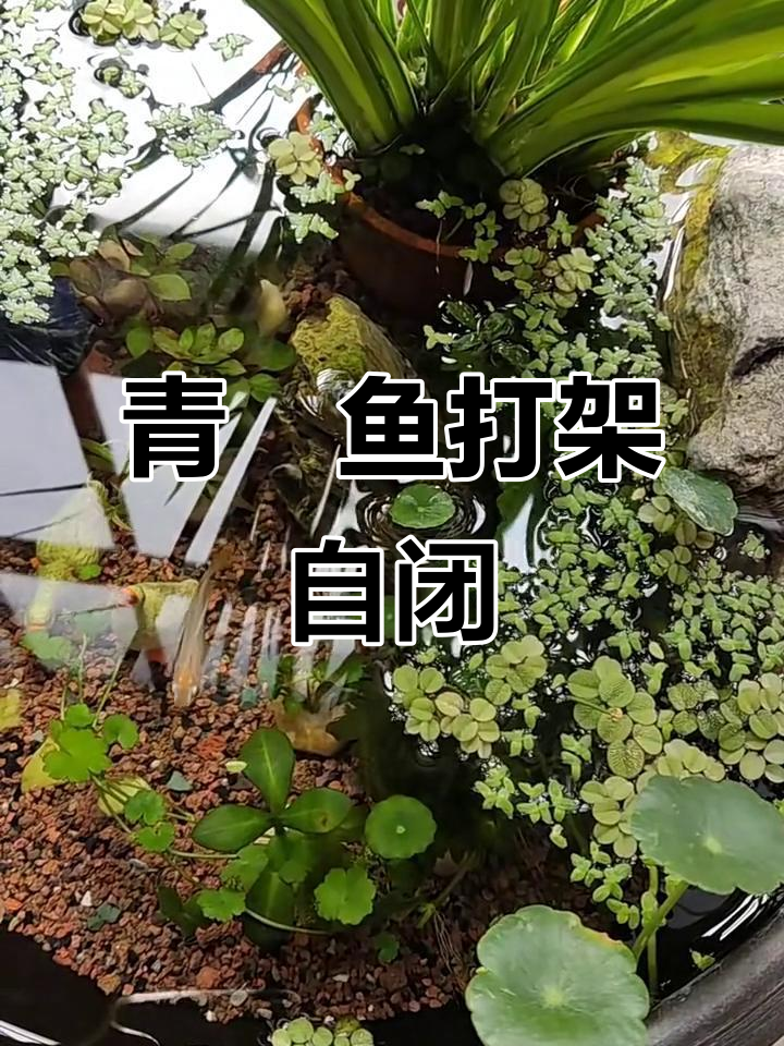 青鱂鱼繁殖期打架,自闭现象正常吗?