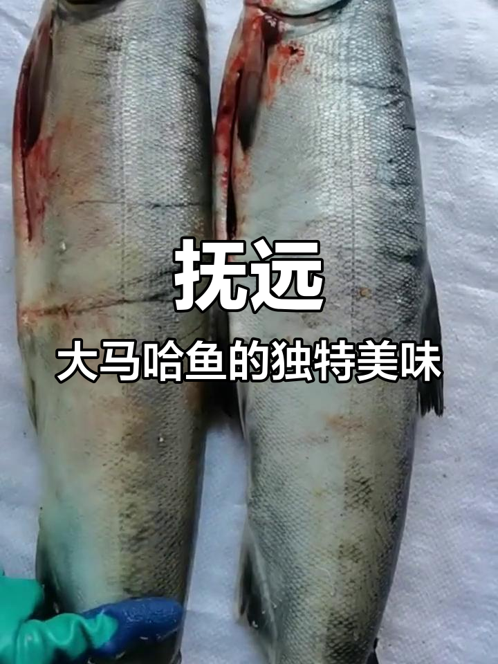 抚远大马哈鱼:鲜美无刺,做法多样,营养丰富