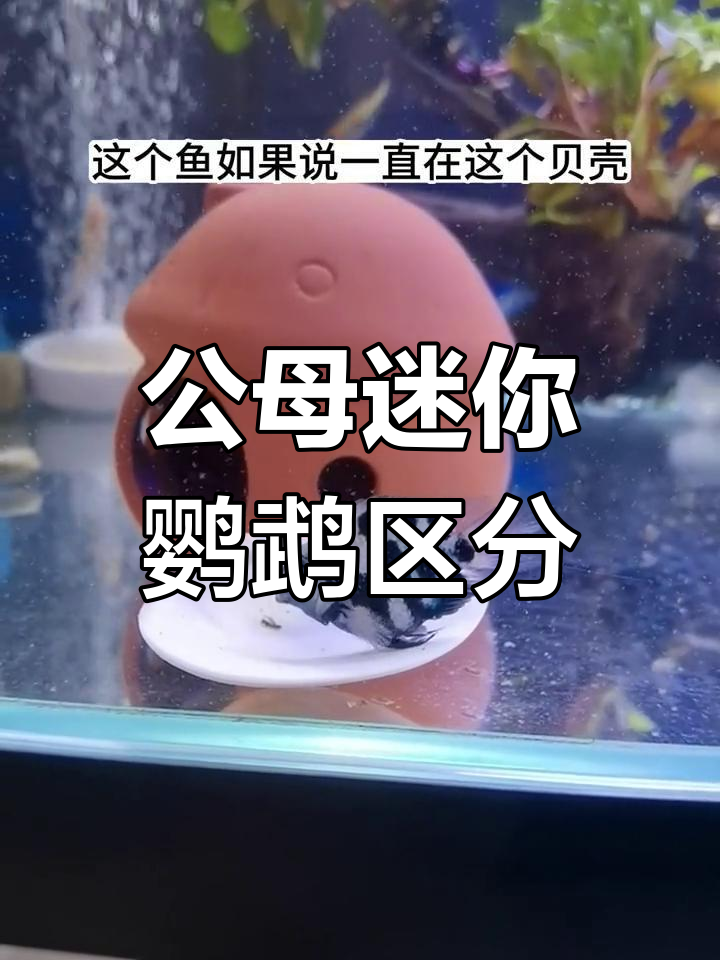 迷你鹦鹉公母分辨技巧