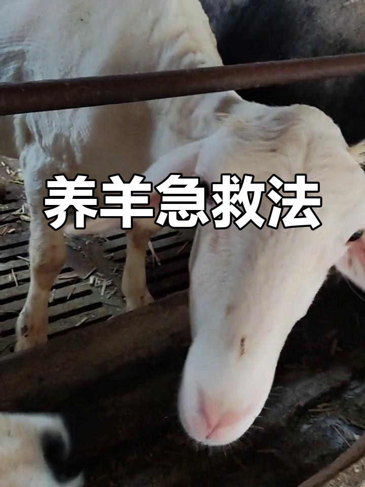 羊病治疗小偏方,快速缓解症状