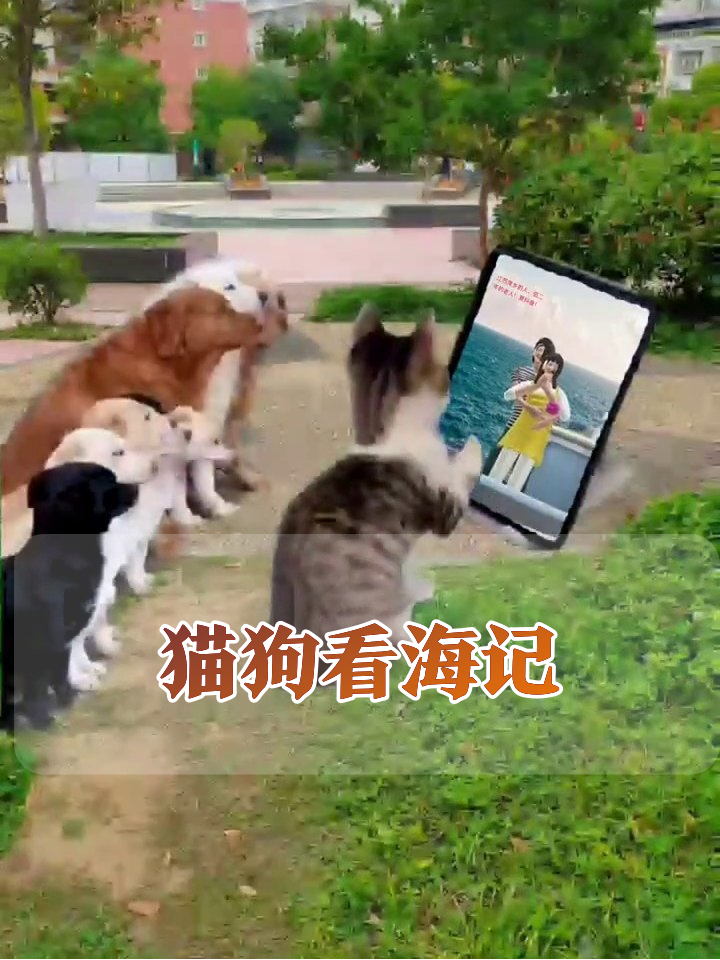 猫咪当放映员带狗狗看海边照片,爪子戳戳太可爱